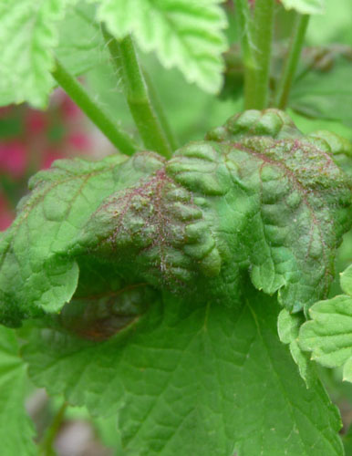 currant aphids damage